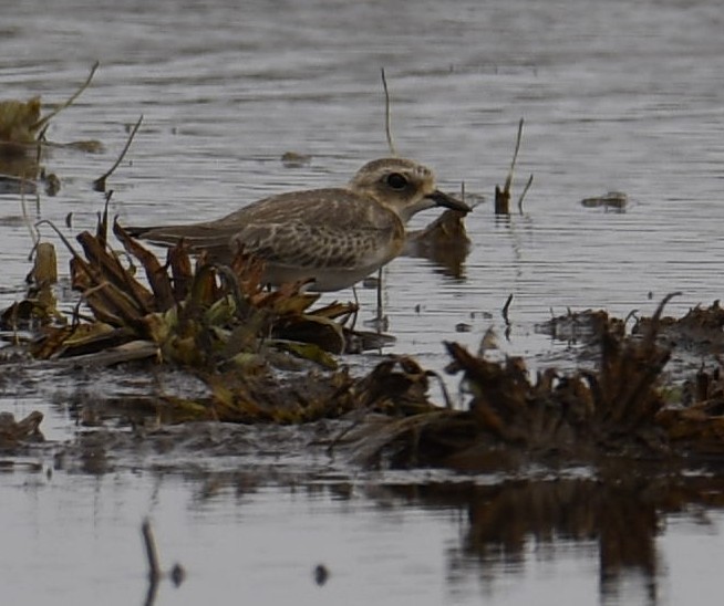 Greater Sand-Plover - ML493921071