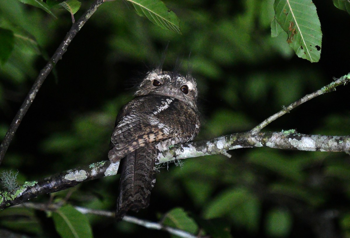 Hodgson's Frogmouth - Rofikul Islam