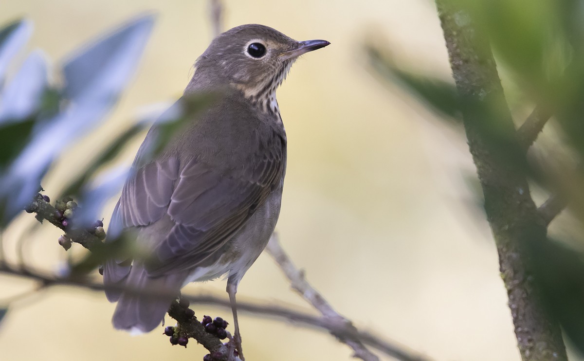 Swainson's Thrush - ML493921811