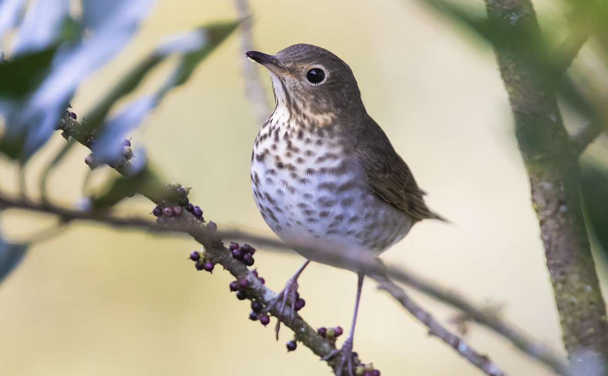 Swainson's Thrush - ML493921821