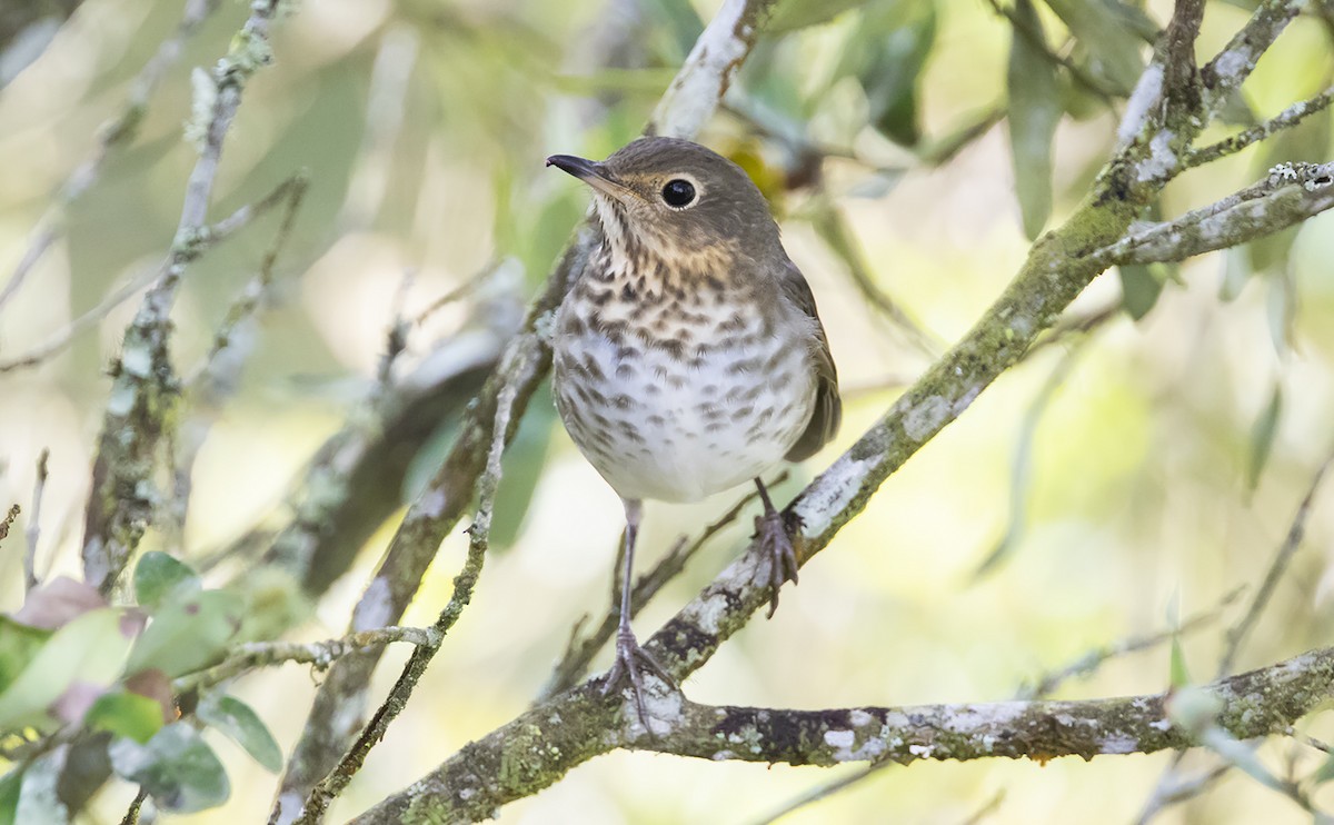 Swainson's Thrush - ML493921831