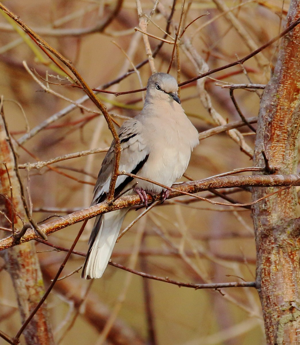 Picui Ground Dove - ML493922321