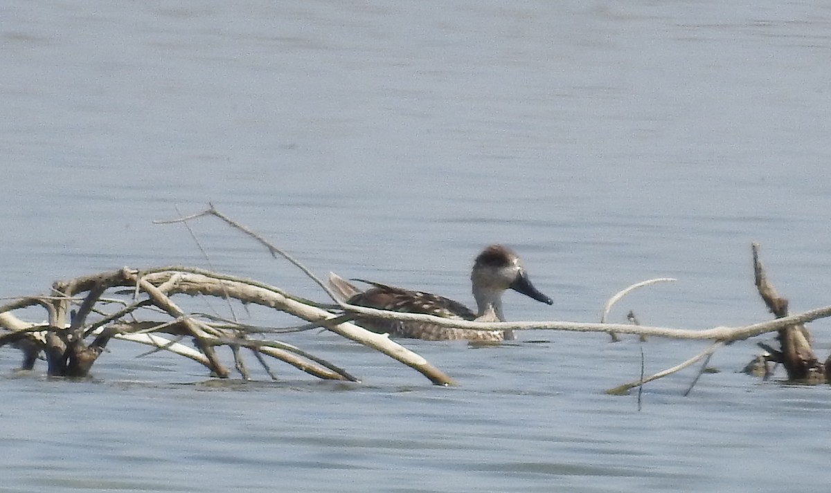 Marbled Duck - ML49392311