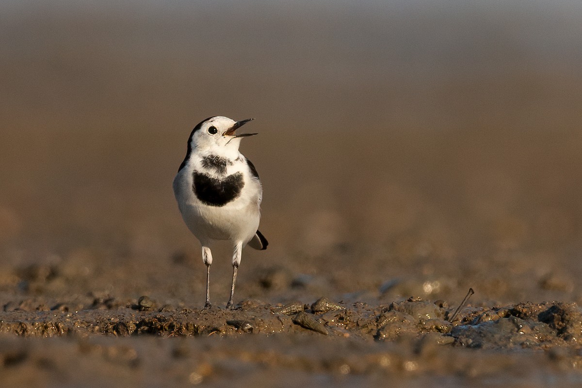 White Wagtail - ML493923181