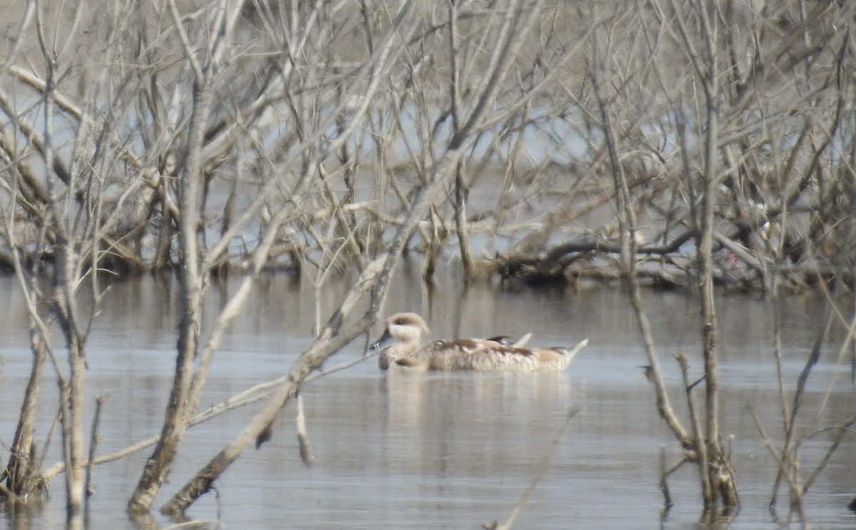 Marbled Duck - ML49392331