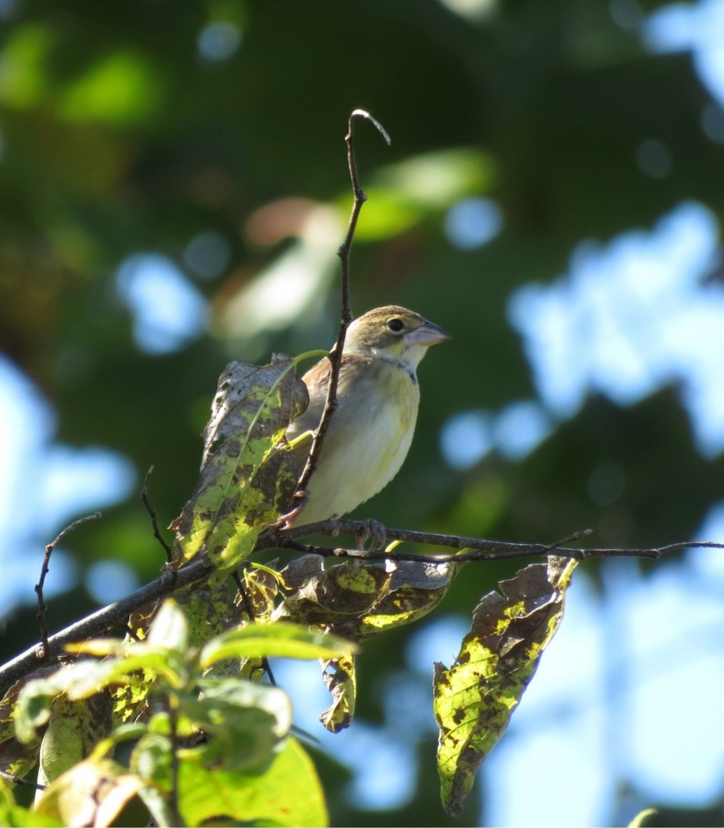 Dickcissel d'Amérique - ML493923561