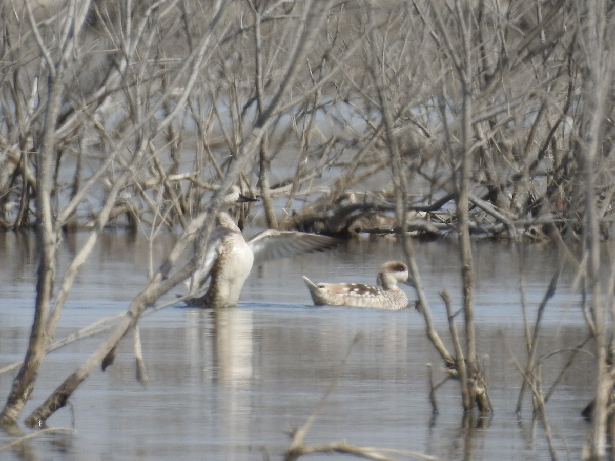 Marbled Duck - ML49392361