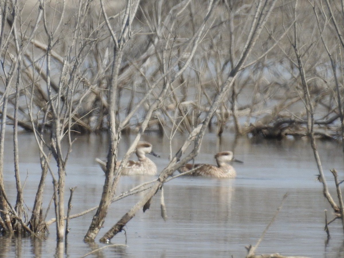 Marbled Duck - ML49392381