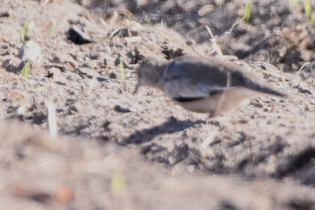 Picui Ground Dove - ML493923961