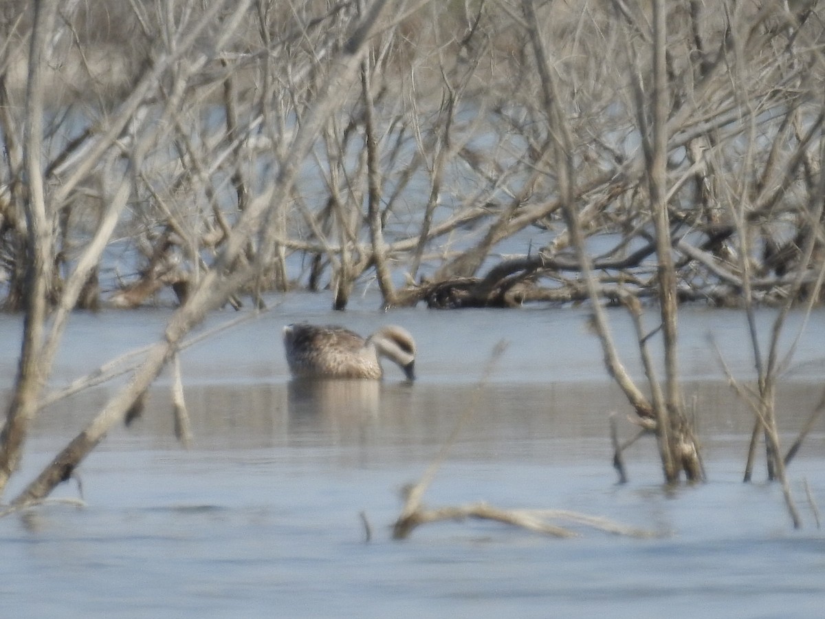 Marbled Duck - ML49392401