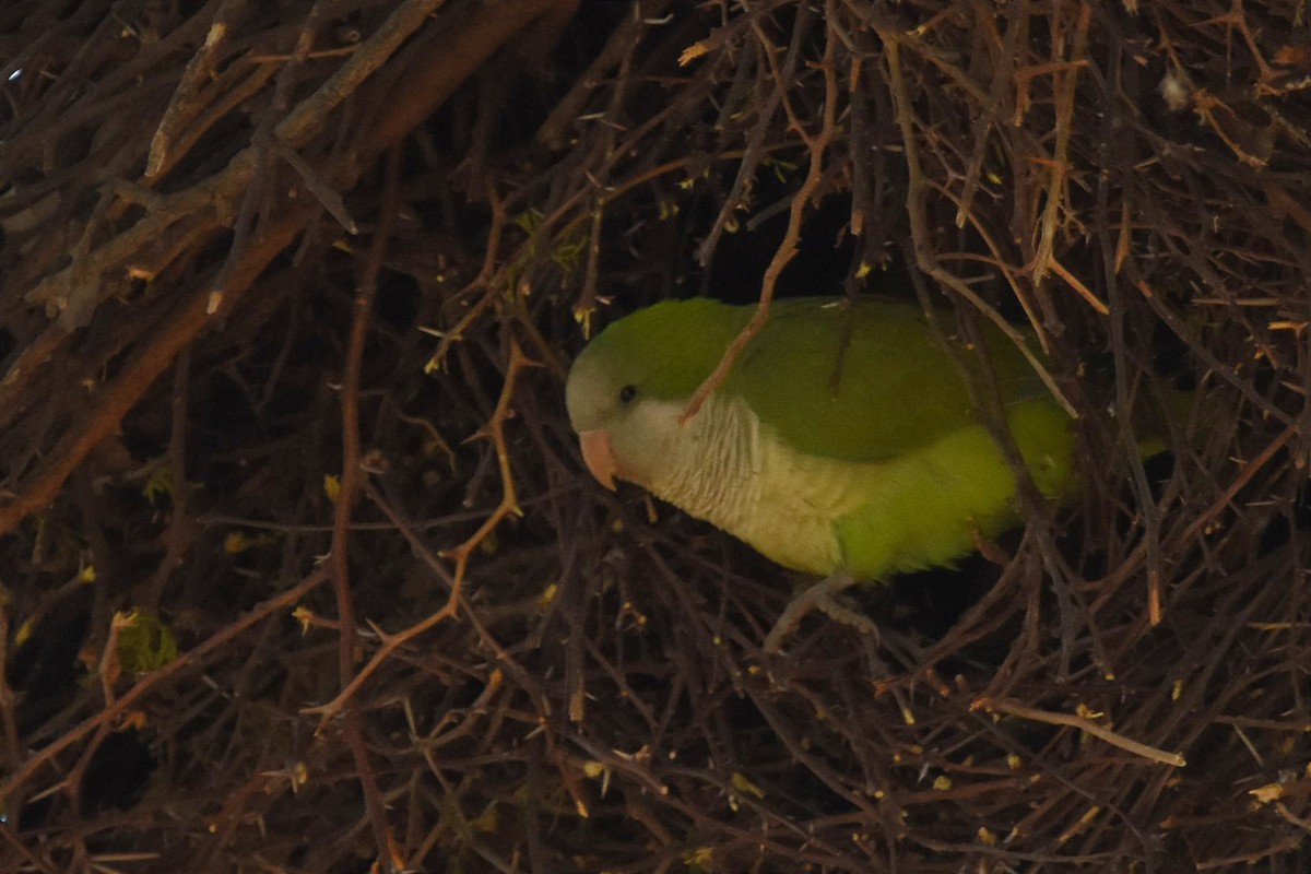 Monk Parakeet - ML493924141