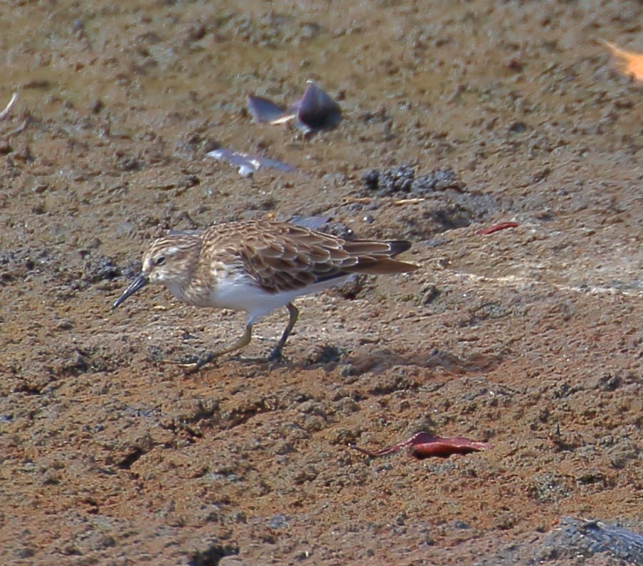 pygmésnipe - ML493925001