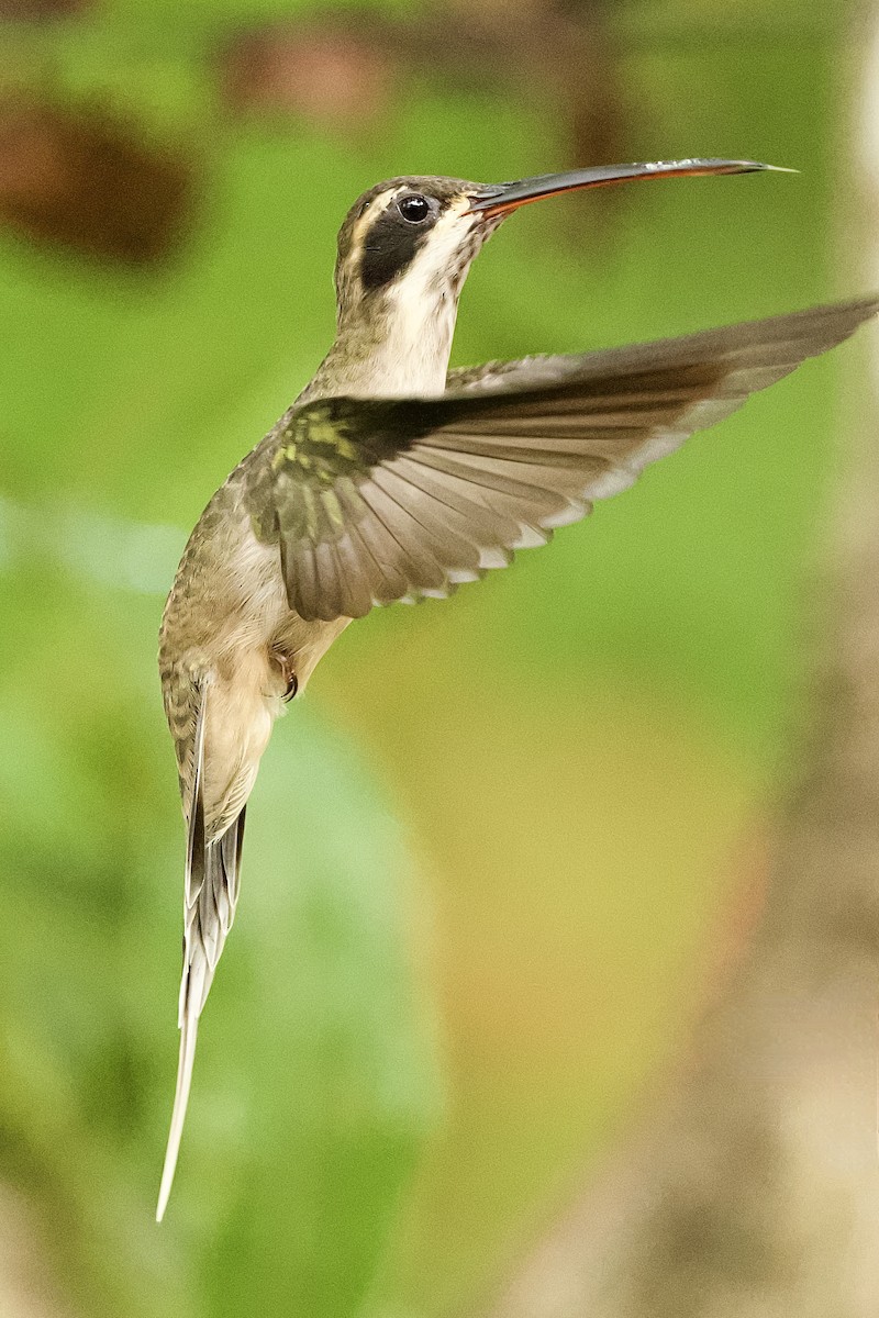 Pale-bellied Hermit - R. Stineman