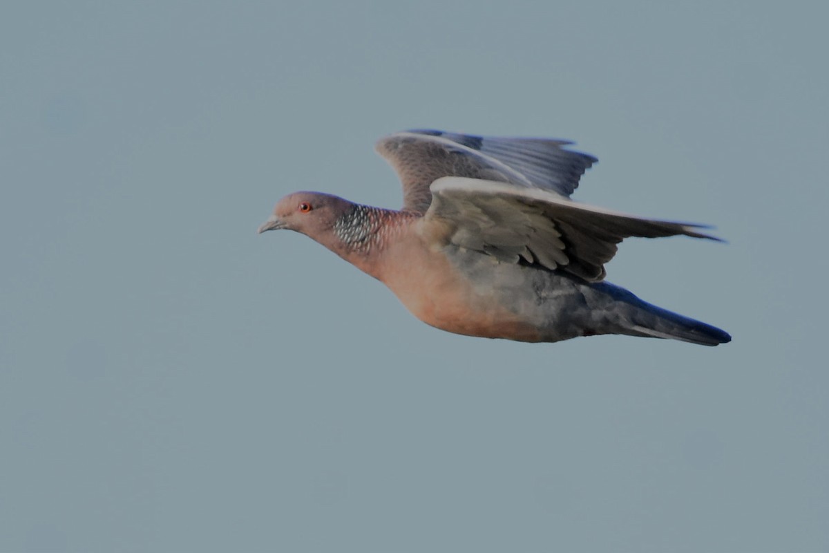 Picazuro Pigeon - Juan Bardier