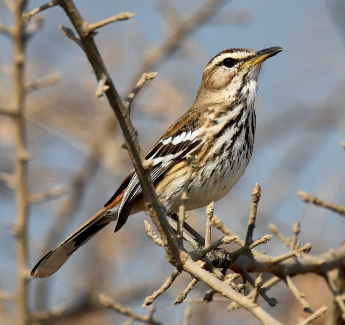 Red-backed Scrub-Robin - ML493926761