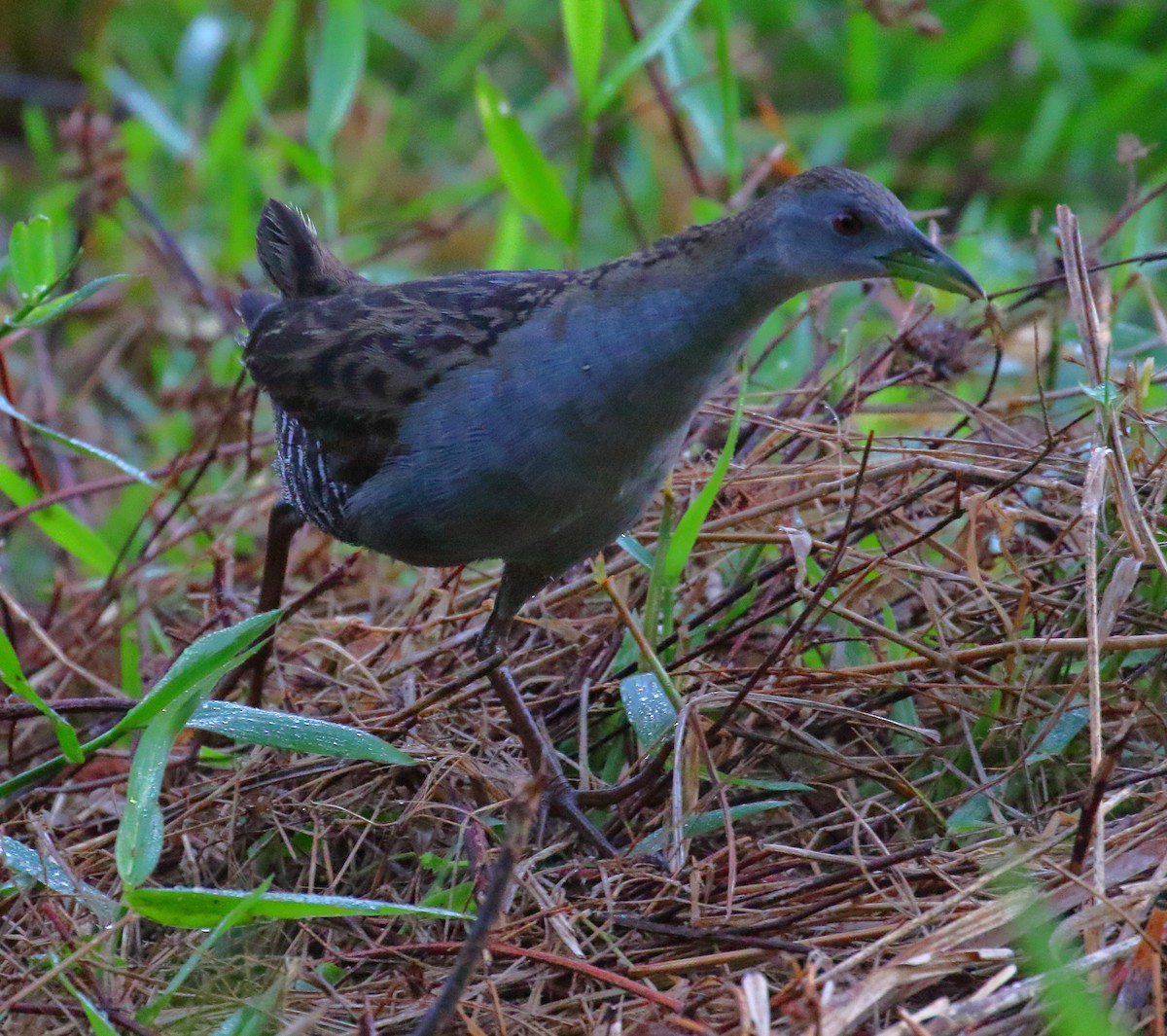 Ash-throated Crake - ML493926811