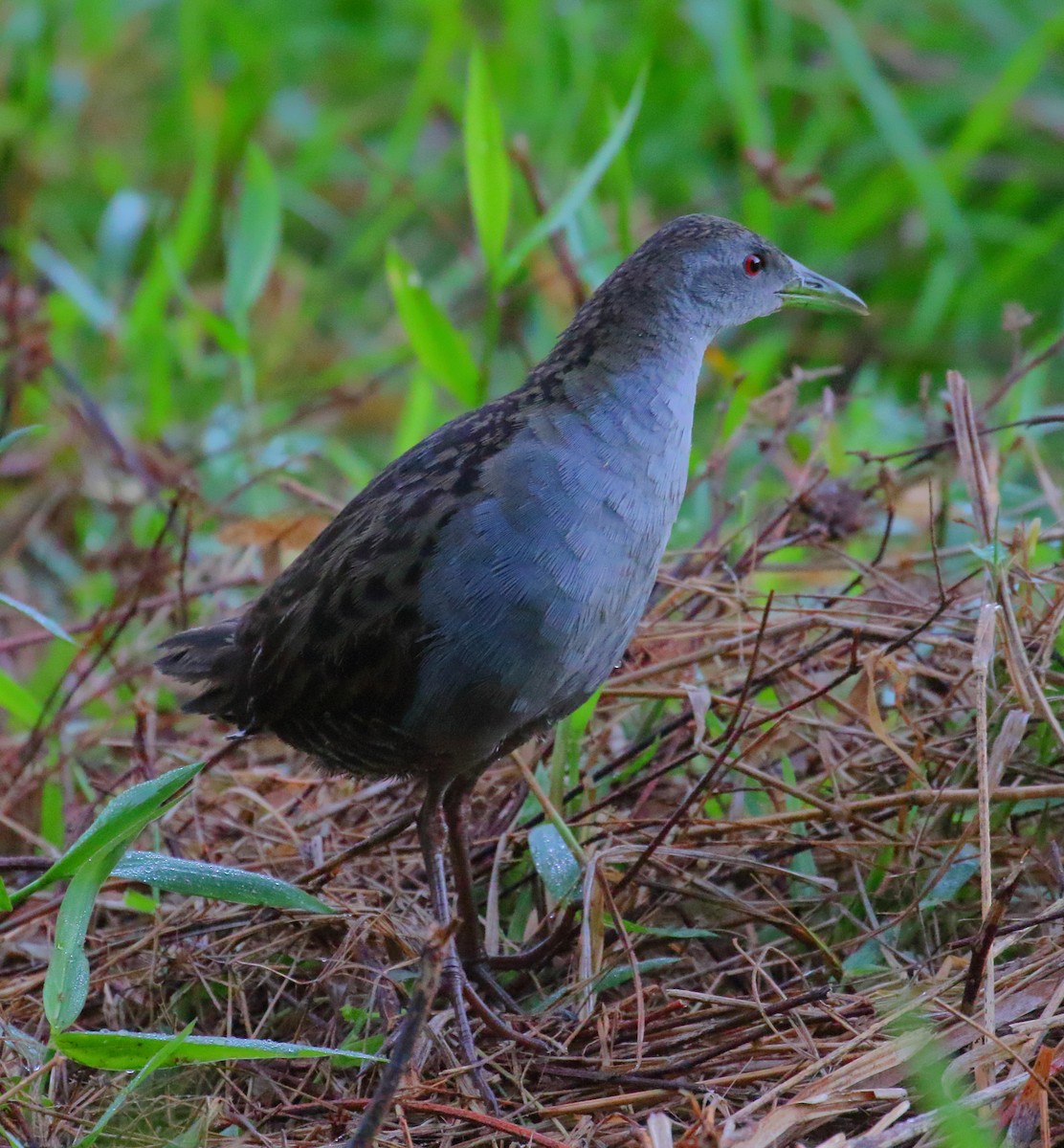 Ash-throated Crake - ML493926821