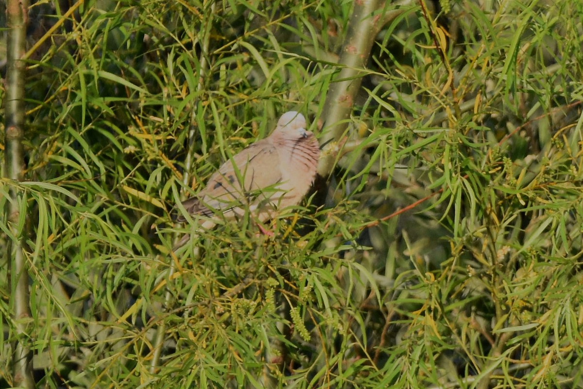 Eared Dove - Juan Bardier