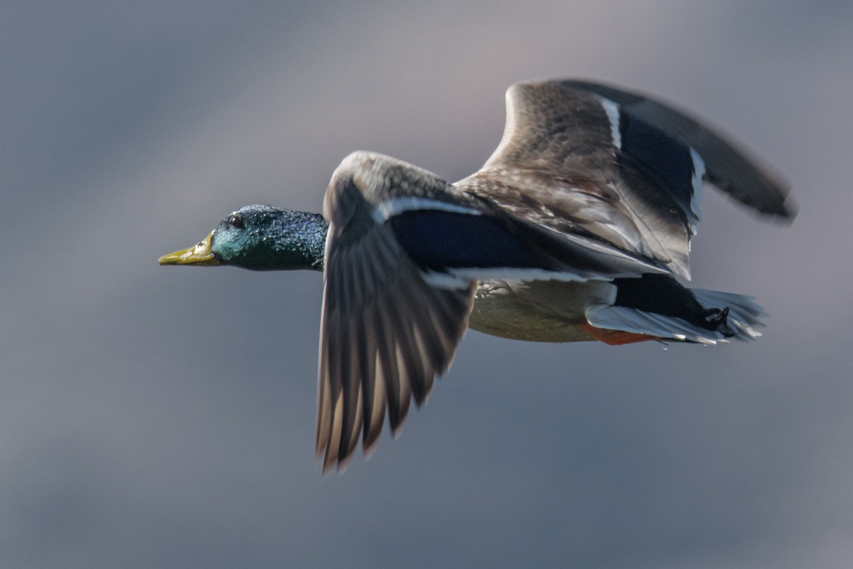 Canard colvert - ML493927641