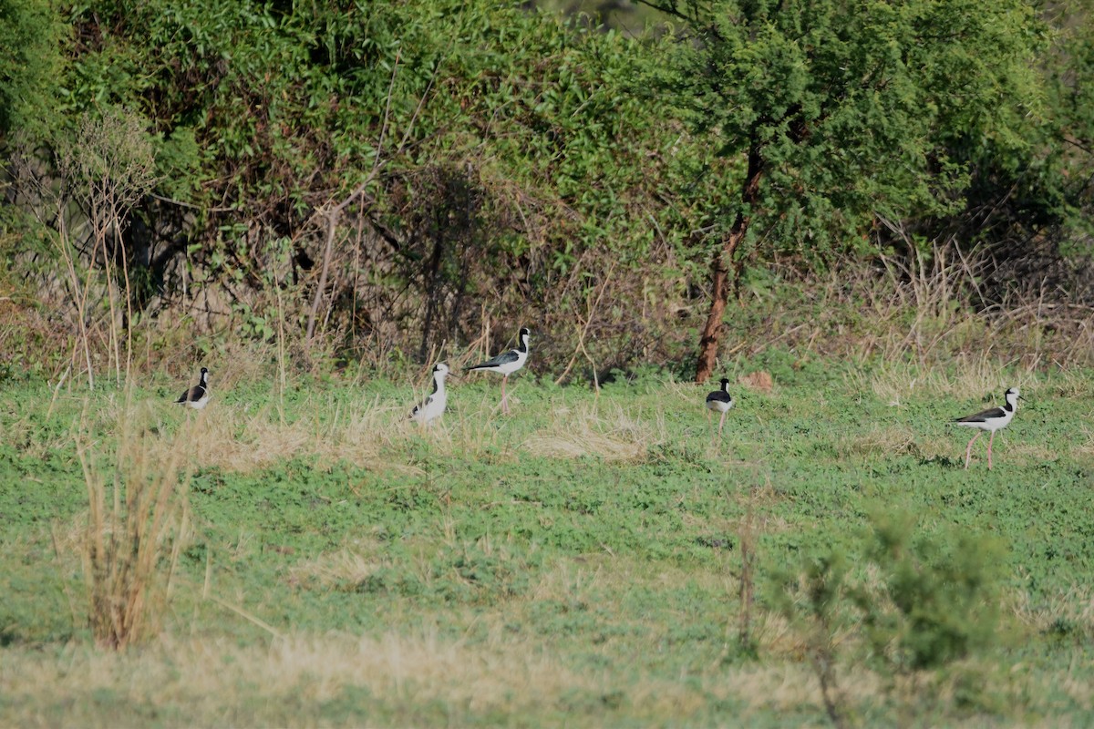 Black-necked Stilt - ML493928371