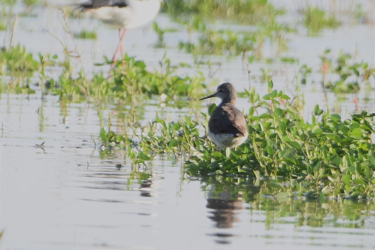 Lesser Yellowlegs - ML493929441