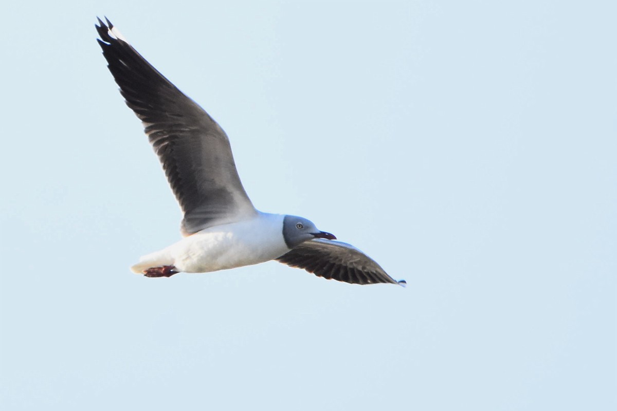 Gray-hooded Gull - ML493929731