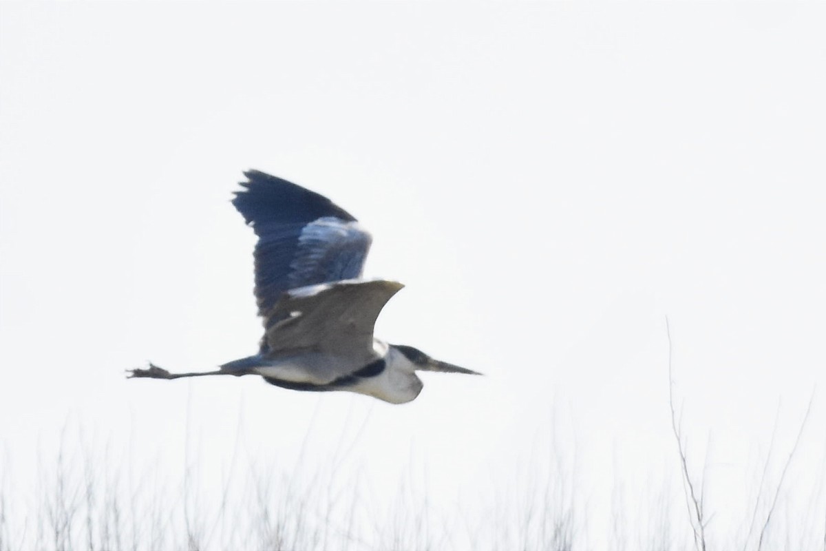 Cocoi Heron - Juan Bardier