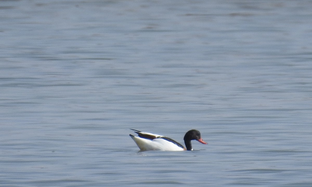 Common Shelduck - ML49393071