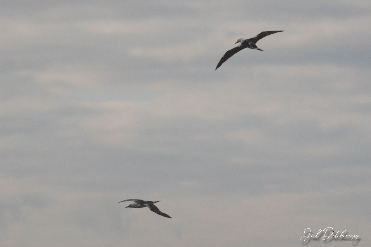 Northern Gannet - ML493931081