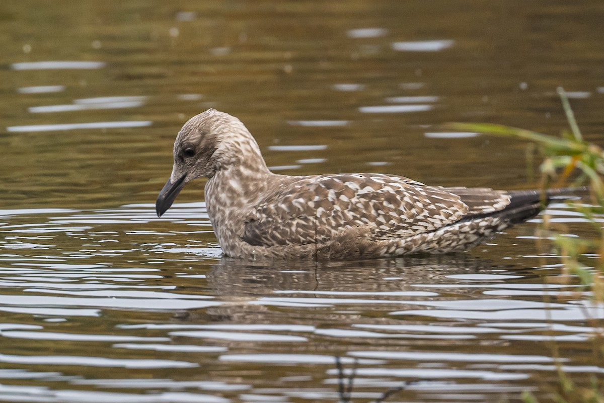 Gaviota Sombría - ML493931181