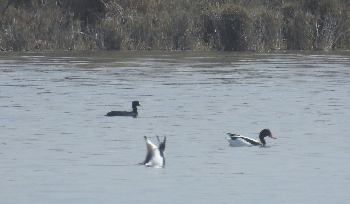 Common Shelduck - ML49393121