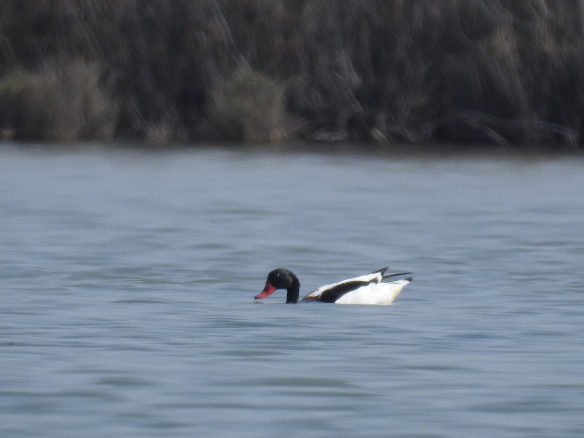 Common Shelduck - Raja Bandi