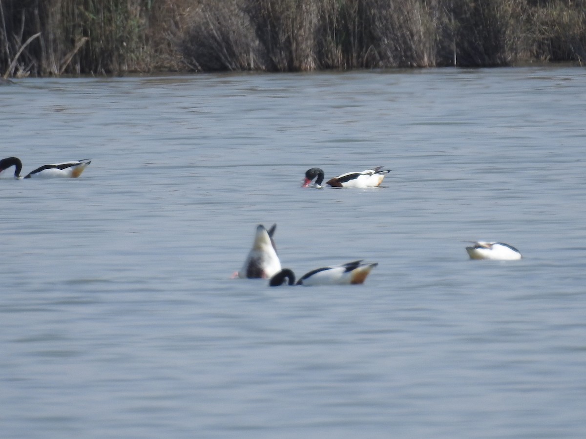 Common Shelduck - ML49393151