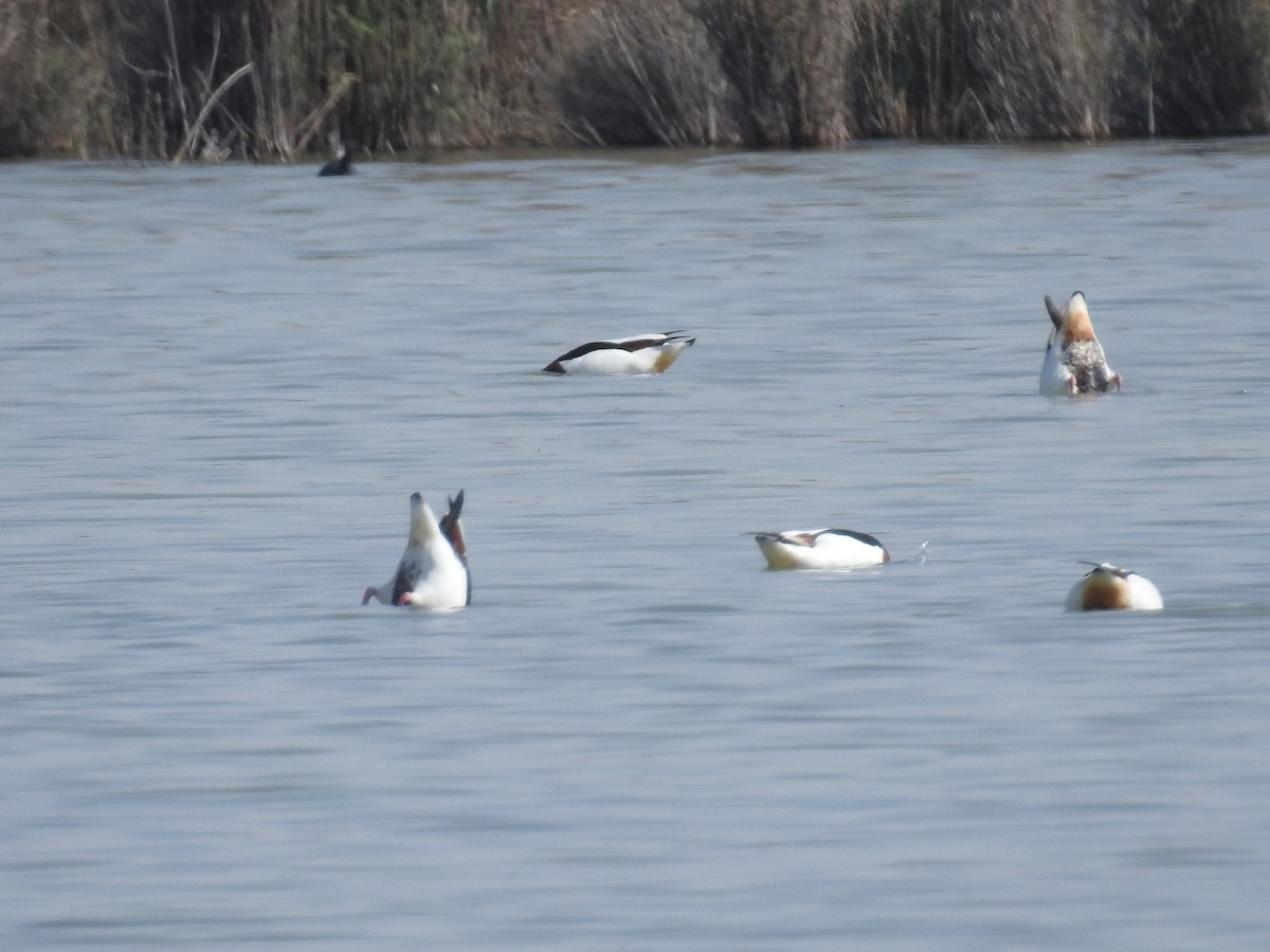 Common Shelduck - ML49393191