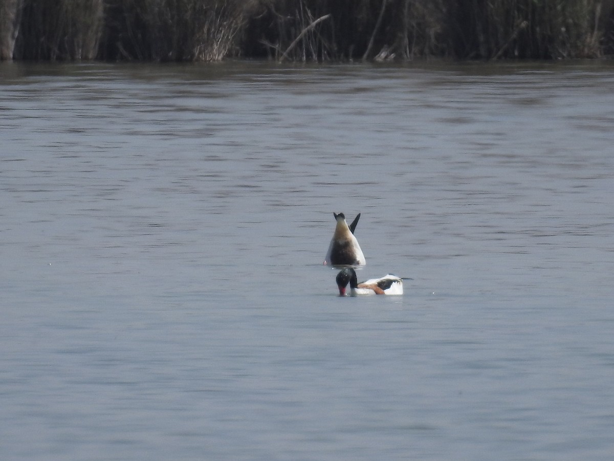 Common Shelduck - ML49393211