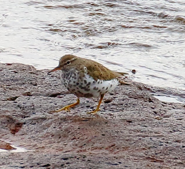 Spotted Sandpiper - ML493932371