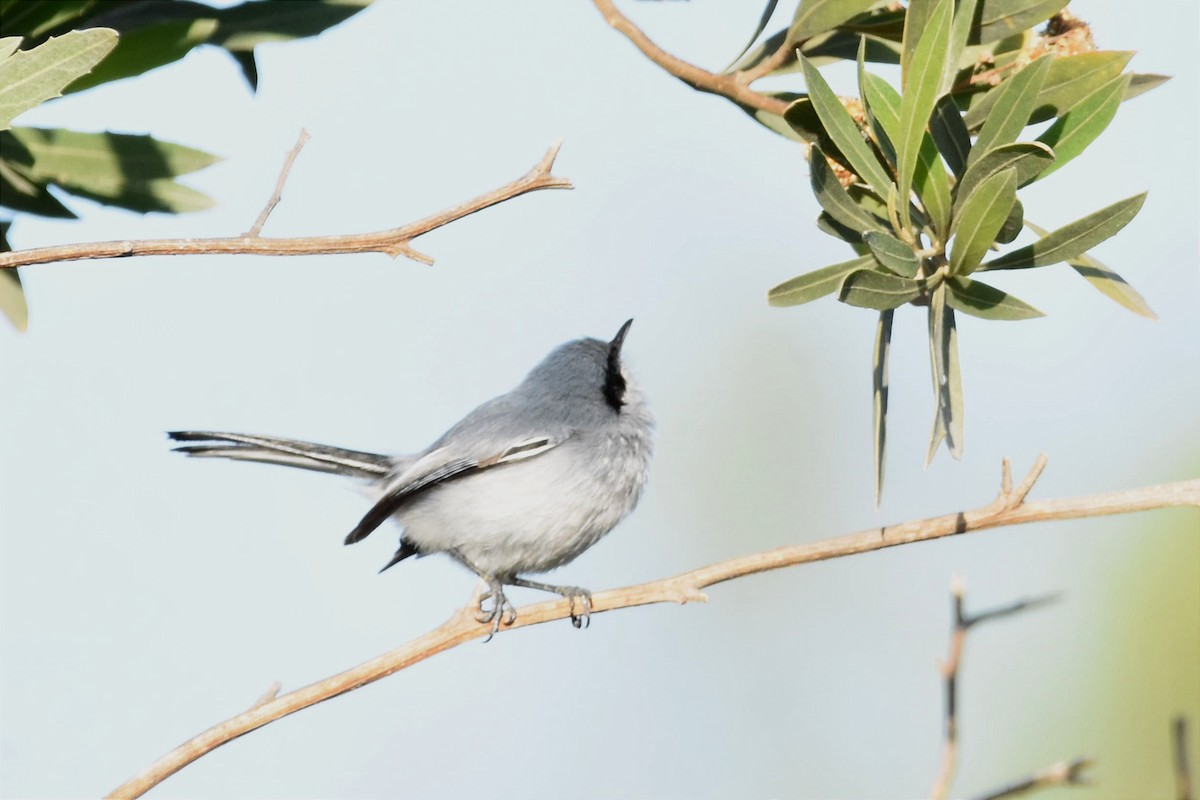 Masked Gnatcatcher - ML493932701