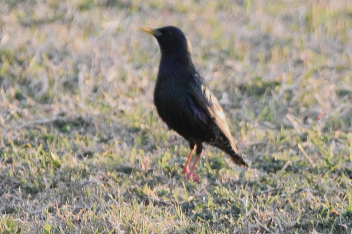 European Starling - ML493932811