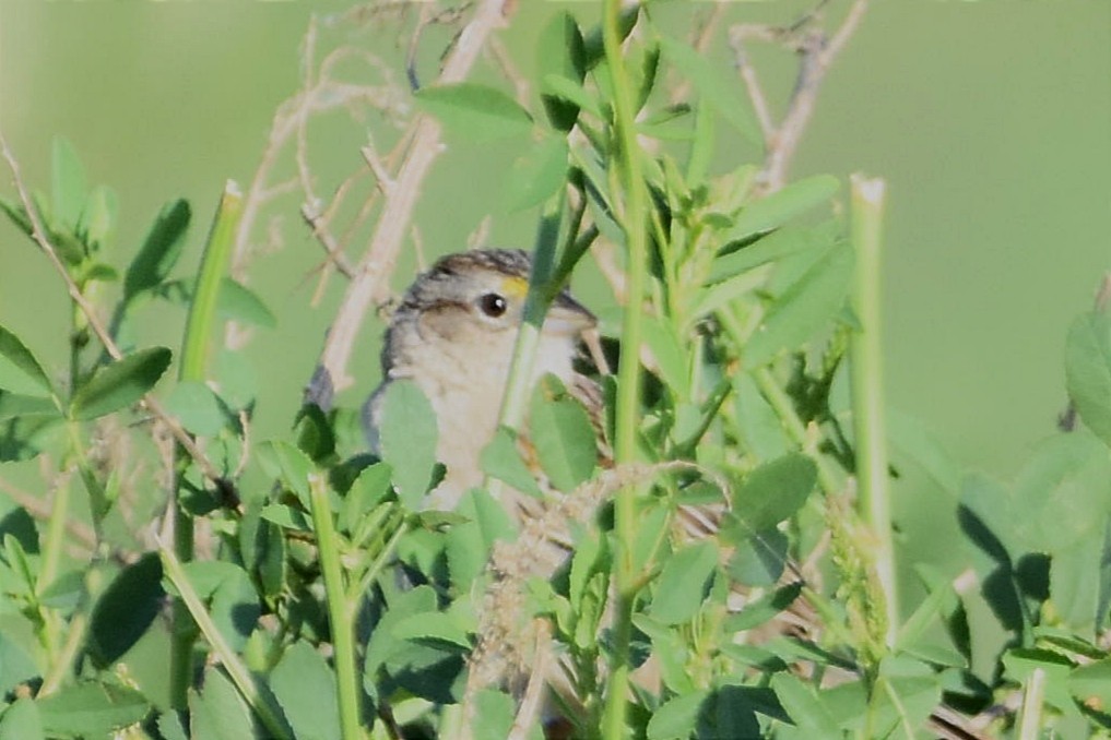 Grassland Sparrow - ML493933221