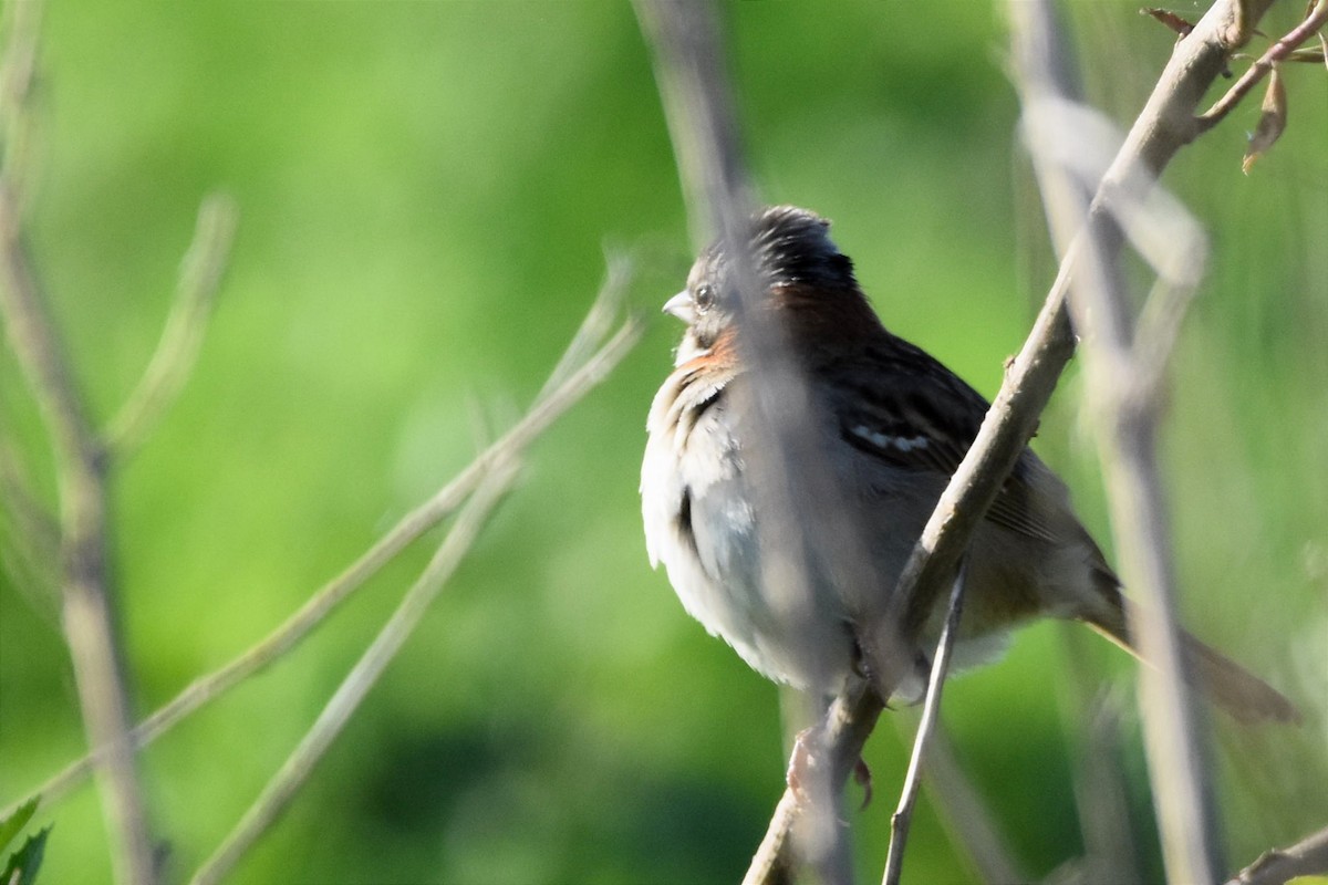 Rufous-collared Sparrow - ML493933531