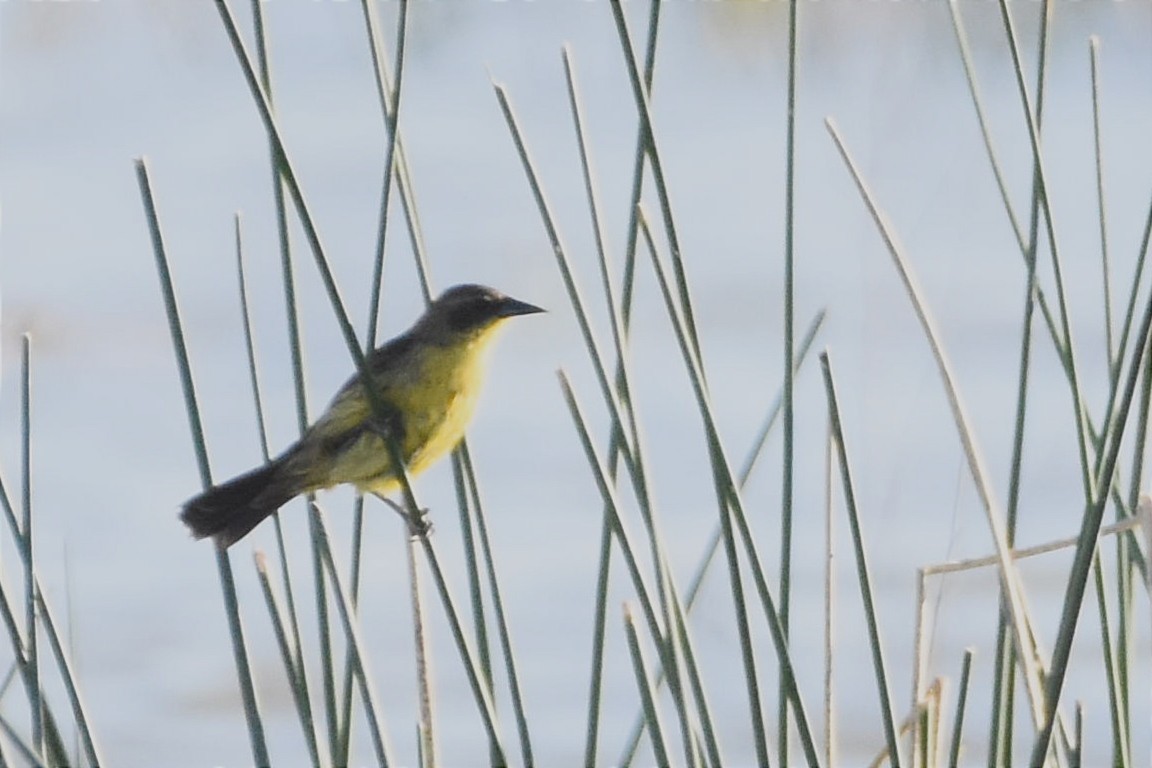 Unicolored Blackbird - ML493933961