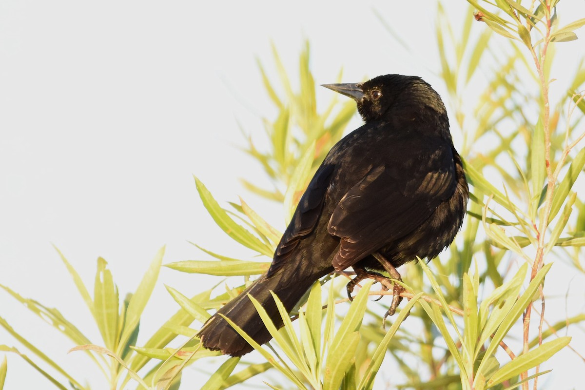 Unicolored Blackbird - ML493933991