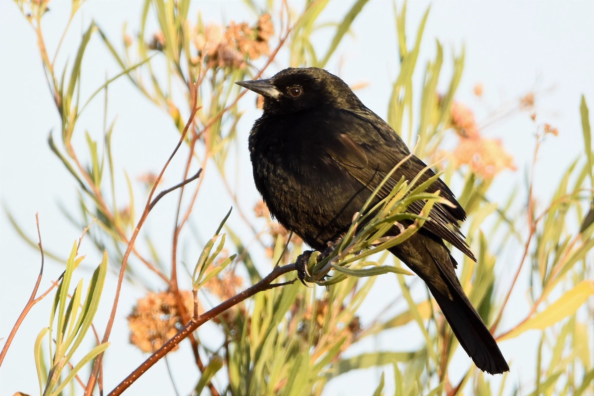 Unicolored Blackbird - ML493934001