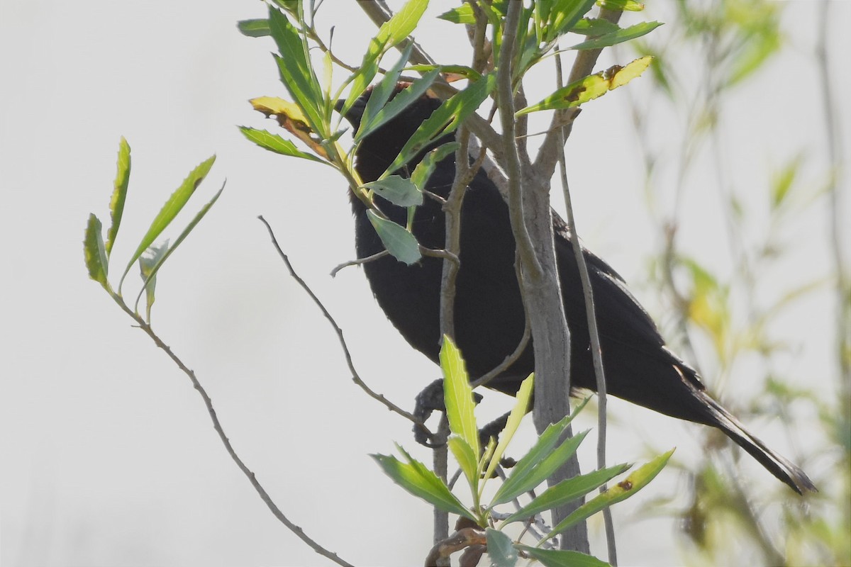 Chestnut-capped Blackbird - ML493934321