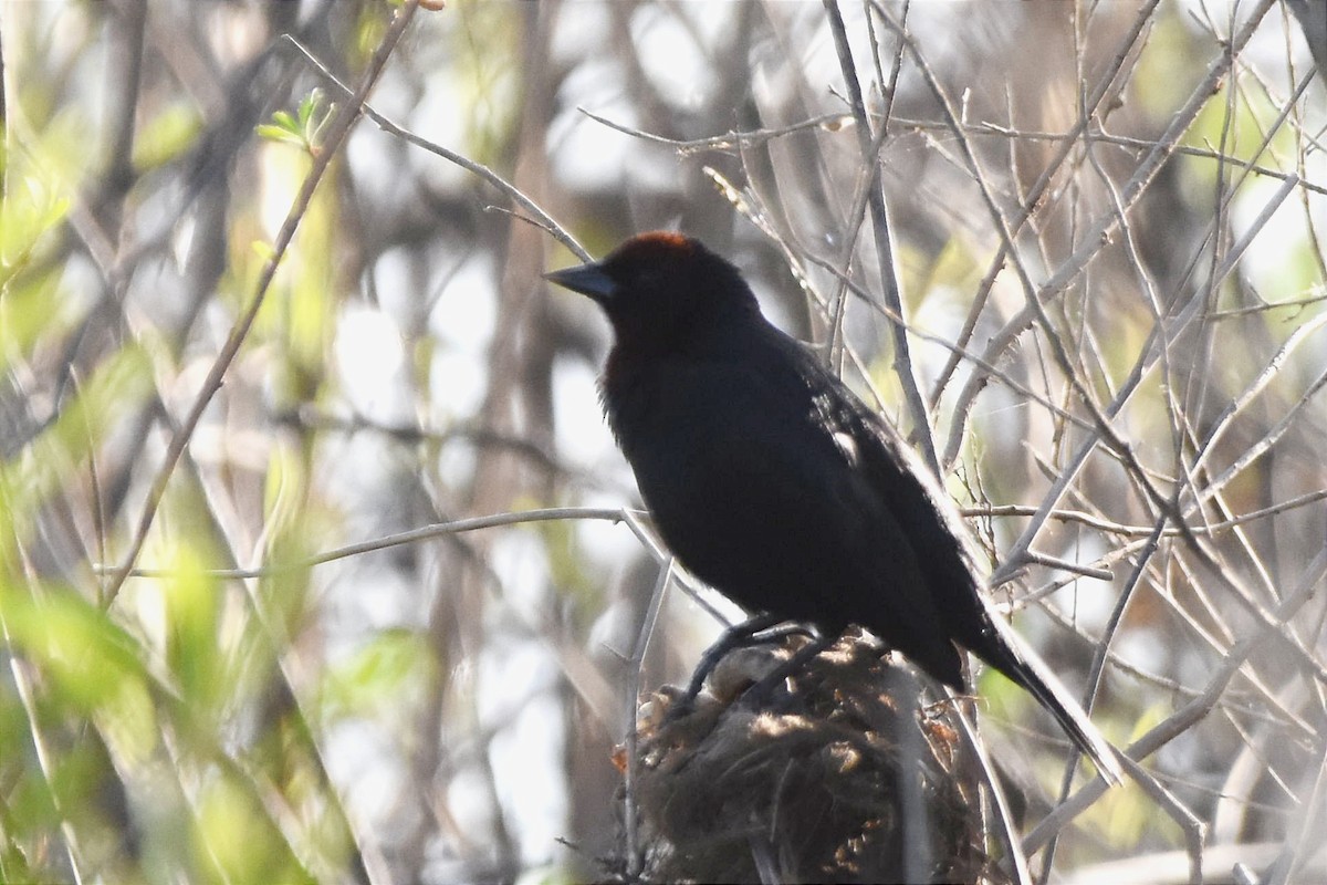 Chestnut-capped Blackbird - ML493934331