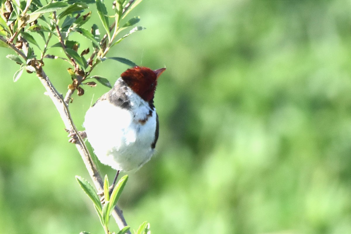 Yellow-billed Cardinal - ML493934541