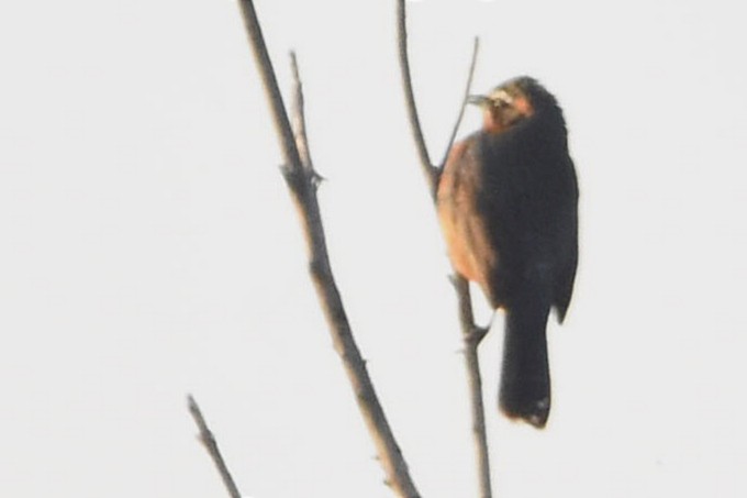 Black-and-rufous Warbling Finch - ML493934831