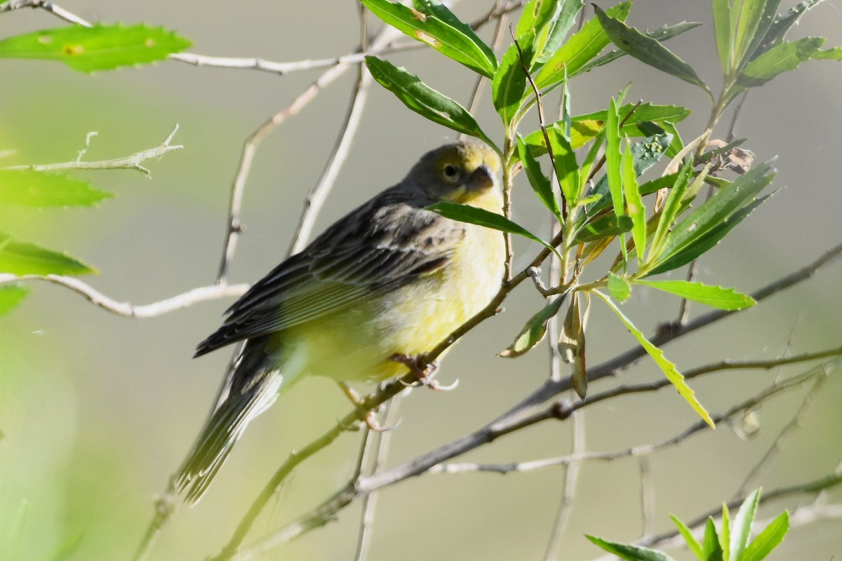 Grassland Yellow-Finch - ML493935021