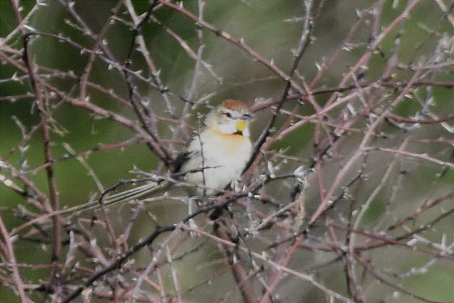 Chotoy Spinetail - ML493935311