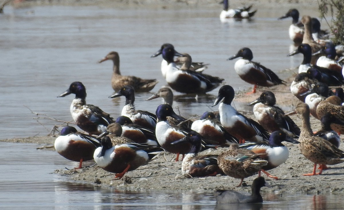 Northern Shoveler - ML49393621